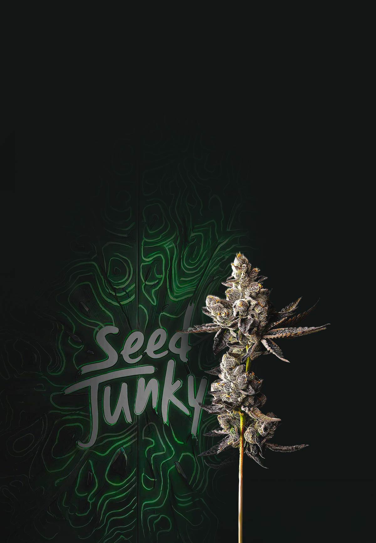 seed-junky-banner-mobil2_60ce6758-e0dc-40fe-bf89-6fd1d2db2e79.jpg